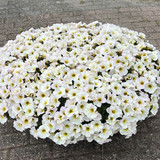Petunia (Petchoa) Beautical Collection