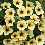 Petunia (Petchoa) Beautical Collection