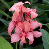 Canna Cannova Collection