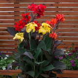 Canna Cannova Collection