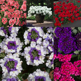 Verbena Showboat Collection (Pack 12/24)