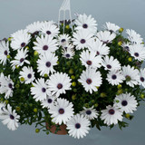 Osteospermum Erato Basket collection