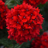Verbena Endurascape Collection