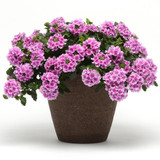 Verbena Endurascape Collection