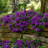 Verbena Endurascape Collection