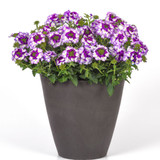 Verbena Endurascape Collection