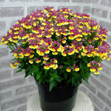 Nemesia Fragrance Collection