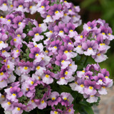 Nemesia Fragrance Collection