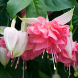 Fuchsia Giant Trailing New Collection