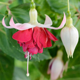 Fuchsia Giant Trailing New Collection