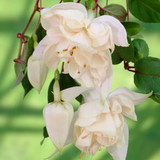Fuchsia Giant Trailing New Collection