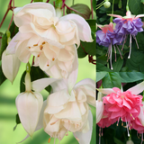 Fuchsia Giant Trailing New Collection