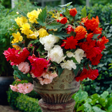 Begonia Cascading Mix