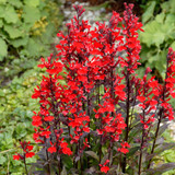 Lobelia Queen Victoria