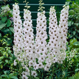 Delphinium Galahad 7cm