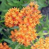 Asclepias Tuberosa 7cm