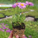 Aster Alpinus Pinkie 7cm