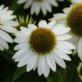 Echinacea purpurea Primadonna White