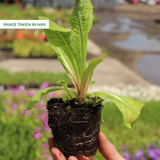 Primula beesiana (7cm Powerliner)