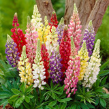 Lupin Gallery Mixed 7cm