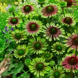 Echinacea purpurea 'Green Twister'