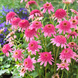 Echinacea Pink Double Delight