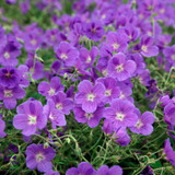 Geranium 'Brookside'