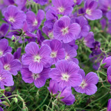 Geranium 'Brookside'