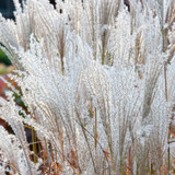 Miscanthus sinensis 'Kleine Fontäne'