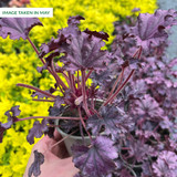 Heuchera 'Forever Purple'