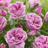 Rose Violet Perfume