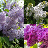 Double Flower Lilac Collection