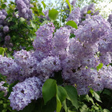 Double Flower Lilac Collection