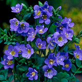 Polemonium Collection