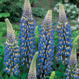 Lupin Russel (Noble Maidens) Collection