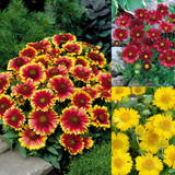 Gaillardia Collection 7cm