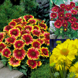 Gaillardia Collection 7cm