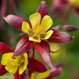 Aquilegia Star Collection 7cm