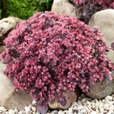 Sedum SunSparkler Collection