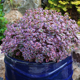 Sedum SunSparkler Collection