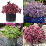 Sedum SunSparkler Collection