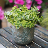 Sedum SunSparkler Collection