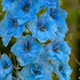 Delphinium Pacific Giant Collection 7cm