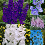 Delphinium Pacific Giant Collection 7cm
