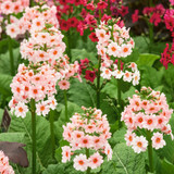 Primula Candelabra Collection 7cm