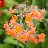 Primula Candelabra Collection 7cm