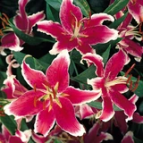 Giant Oriental Lilium Collection