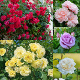 New Climbing Rose Collection