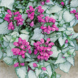 Lamium Mac. Collection