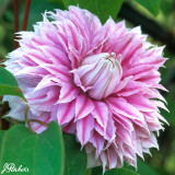 Clematis Josephine